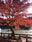 Inokashira Park