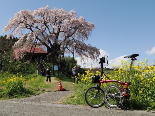 Ageishi no Fudou Zakura