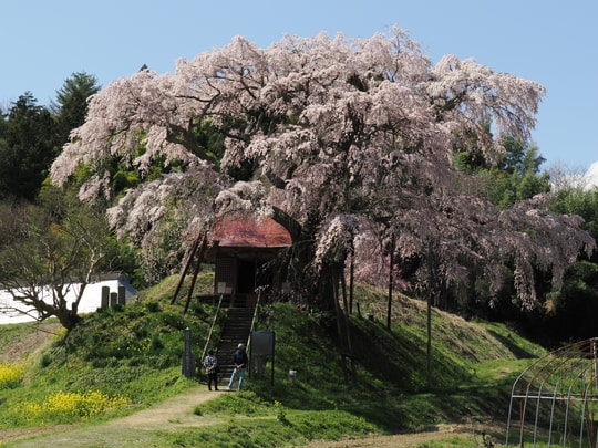 Ageishi no Fudou Zakura