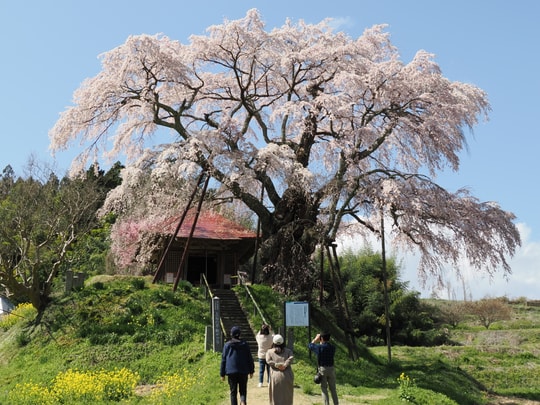 Ageishi no Fudou Zakura