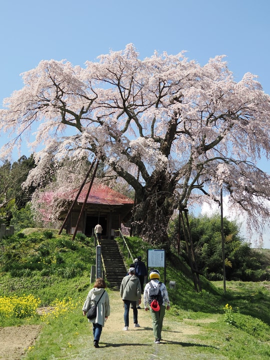 Ageishi no Fudou Zakura