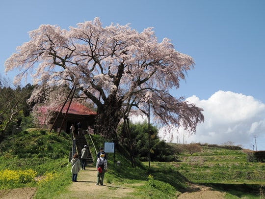 Ageishi no Fudou Zakura