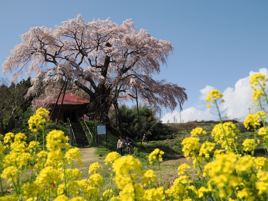 Ageishi no Fudou Zakura