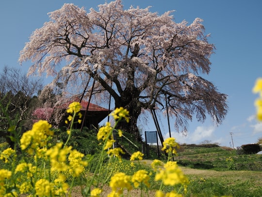 Ageishi no Fudou Zakura