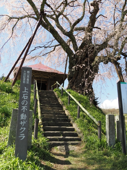 Ageishi no Fudou Zakura