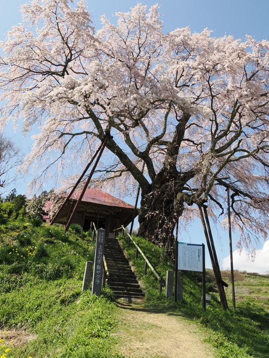 Ageishi no Fudou Zakura