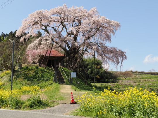 Ageishi no Fudou Zakura