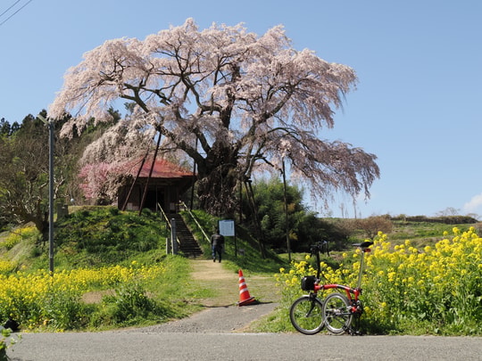Ageishi no Fudou Zakura