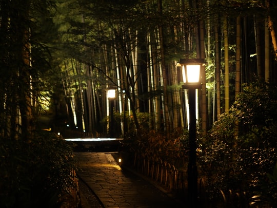 Bamboo Forest Path
