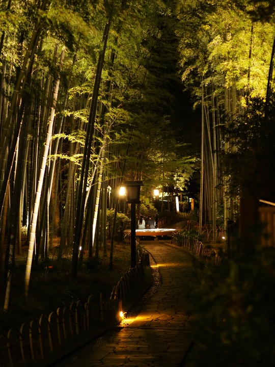 Bamboo Forest Path