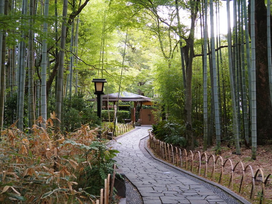 Bamboo Forest Path