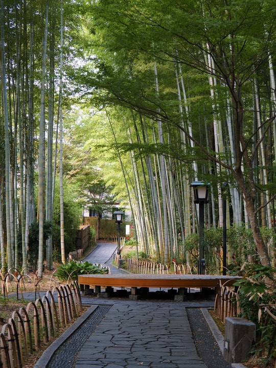Bamboo Forest Path