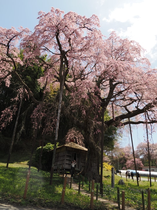 Benishidare Jizo Zakura