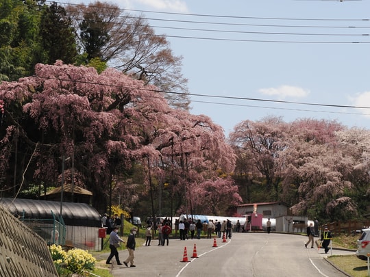 Benishidare Jizo Zakura