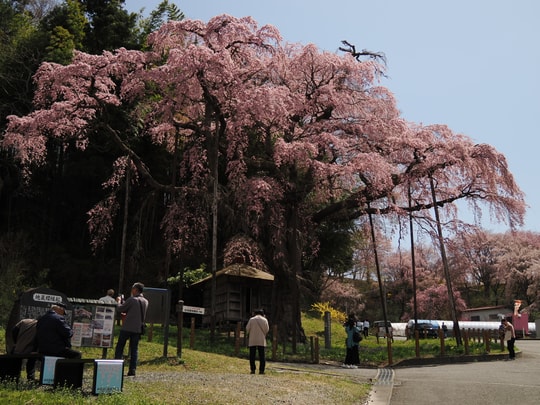 Benishidare Jizo Zakura