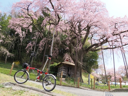 Benishidare Jizo Zakura