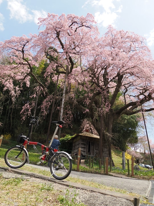 Benishidare Jizo Zakura