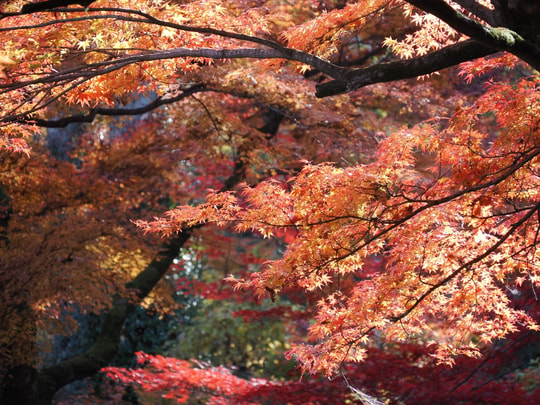 Gaunzan Eigenji Temple
