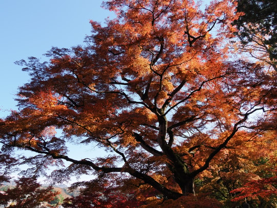 Gaunzan Eigenji Temple