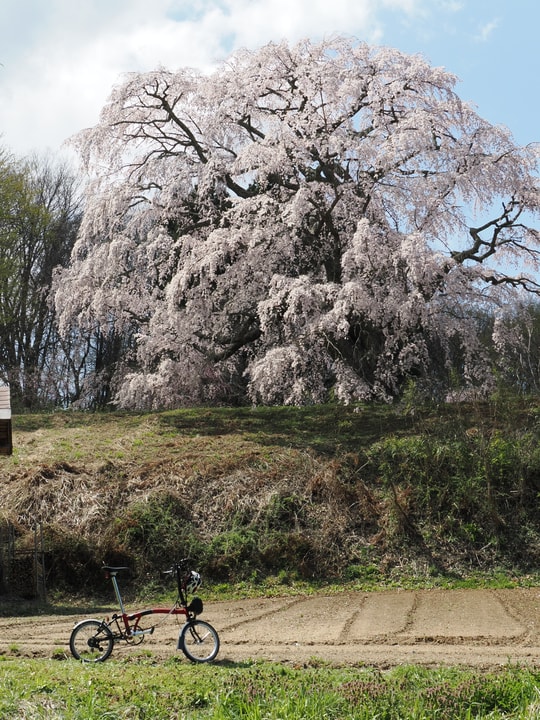 Godomakita no Sakura