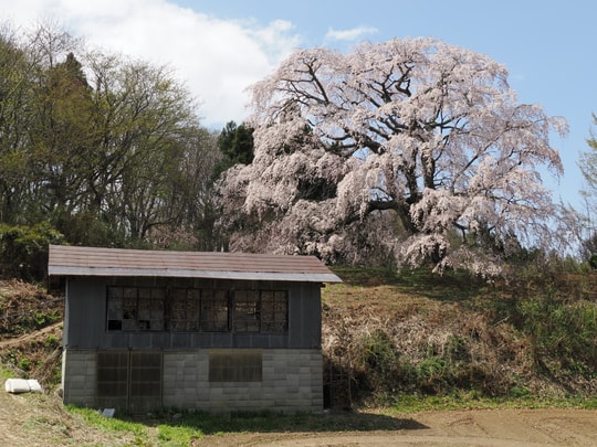 Godomakita no Sakura