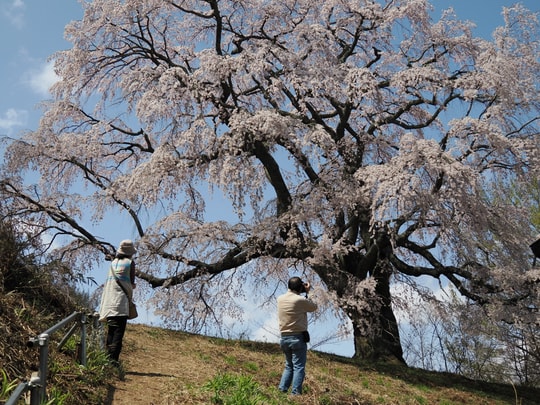 Godomakita no Sakura