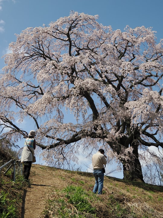 Godomakita no Sakura