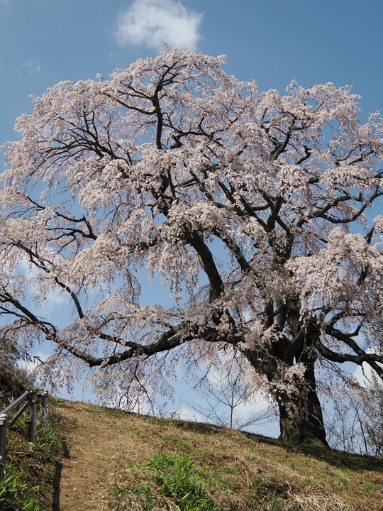 Godomakita no Sakura