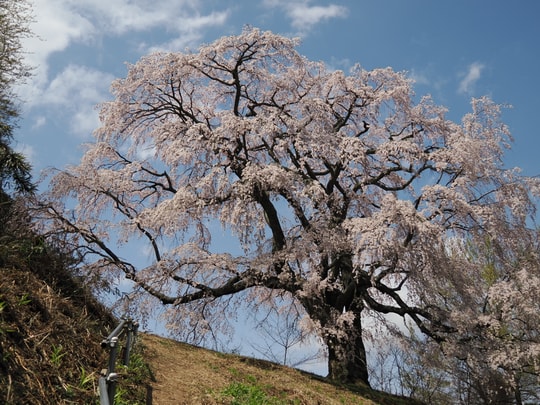 Godomakita no Sakura