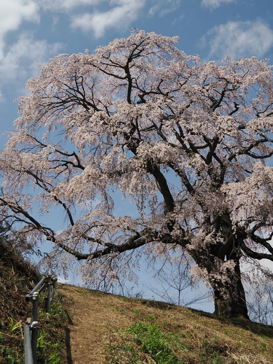 Godomakita no Sakura