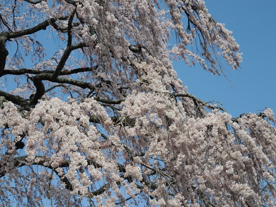 Godomakita no Sakura