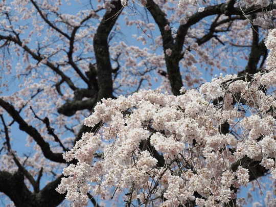 Godomakita no Sakura