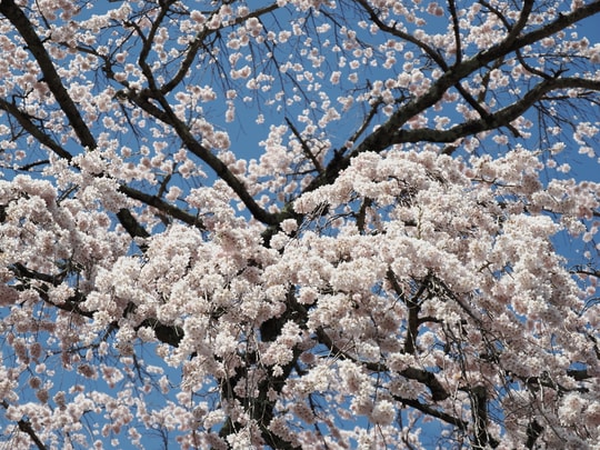 Godomakita no Sakura