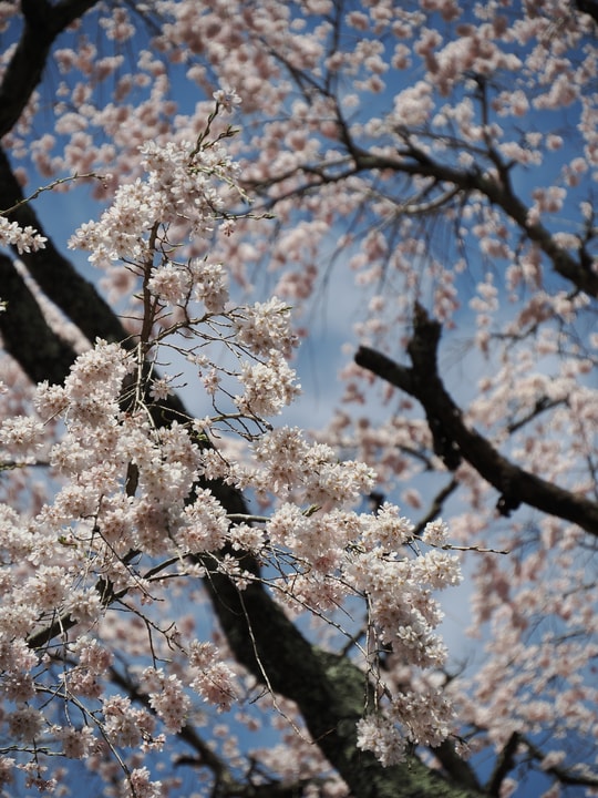 Godomakita no Sakura