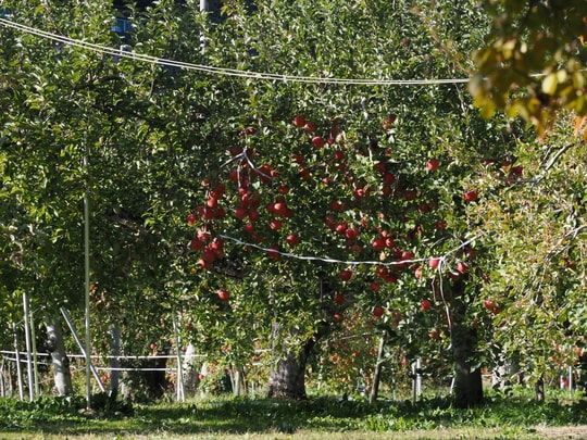Ichiro Apple Park