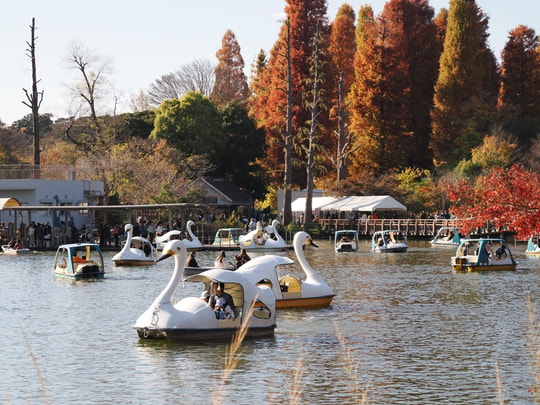 Inokashira Park