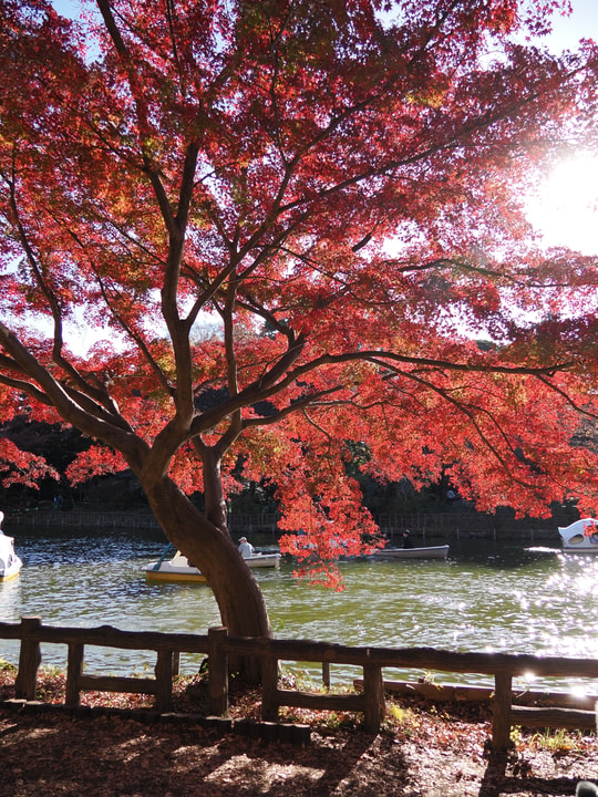 Inokashira Park