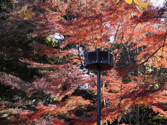 Inokashira Park