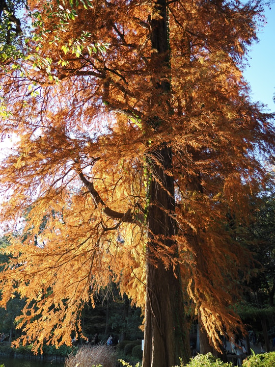 Inokashira Park