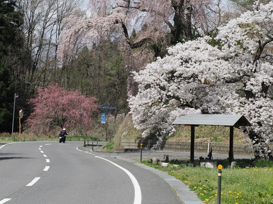 Ise-zakura
