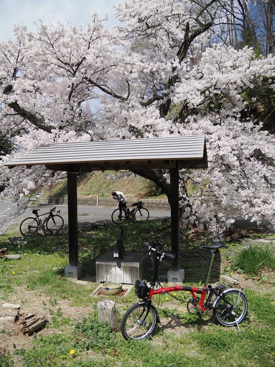 Ise-zakura