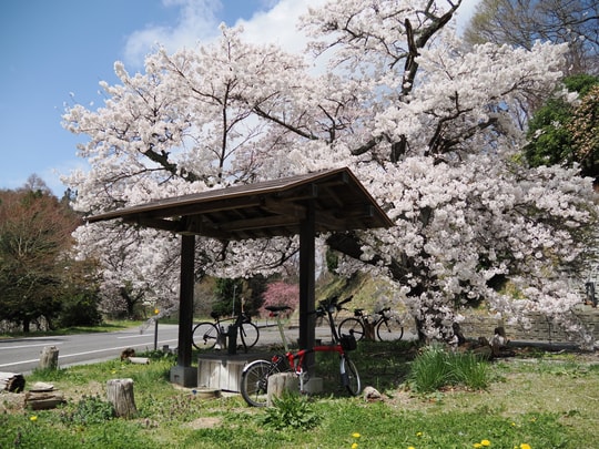 Ise-zakura