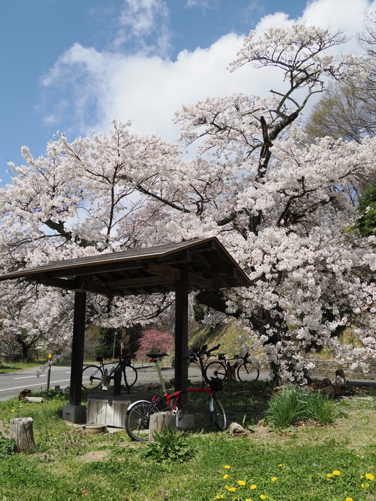 Ise-zakura