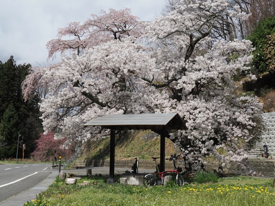 Ise-zakura