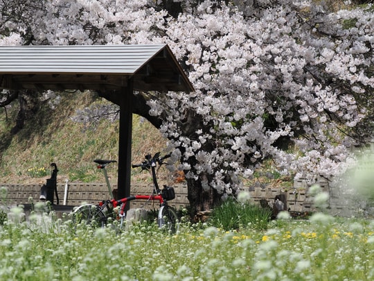 Ise-zakura