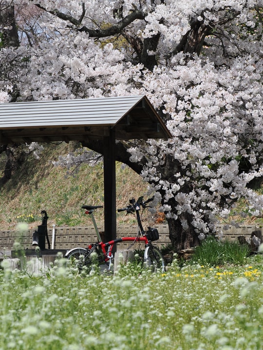 Ise-zakura