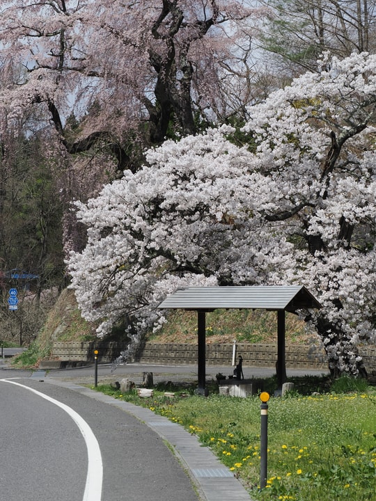 Ise-zakura