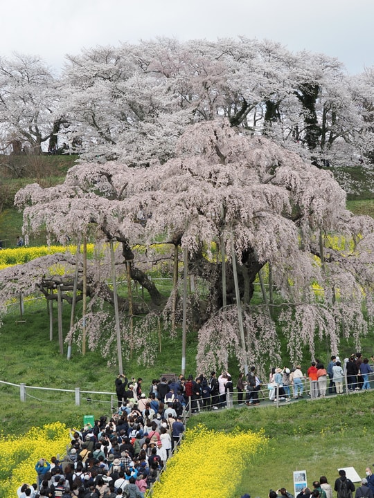 Miharu Takizakura