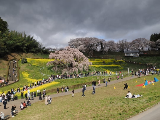 Miharu Takizakura