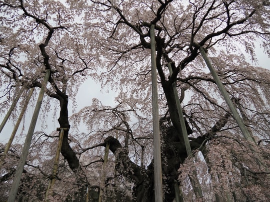 Miharu Takizakura